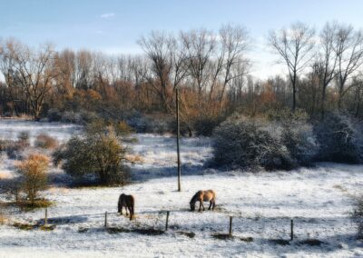 De natuur van de Millingerwaard en de Ooijpolder