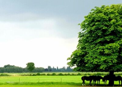 De natuur van de Millingerwaard en de Ooijpolder