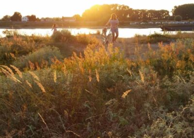 De natuur van de Millingerwaard en de Ooijpolder